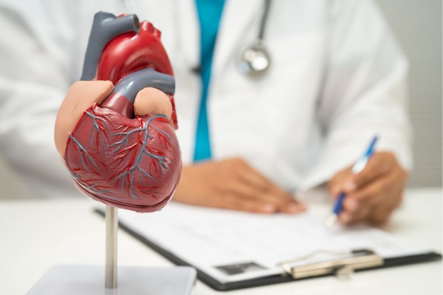 A doctor with a heart model