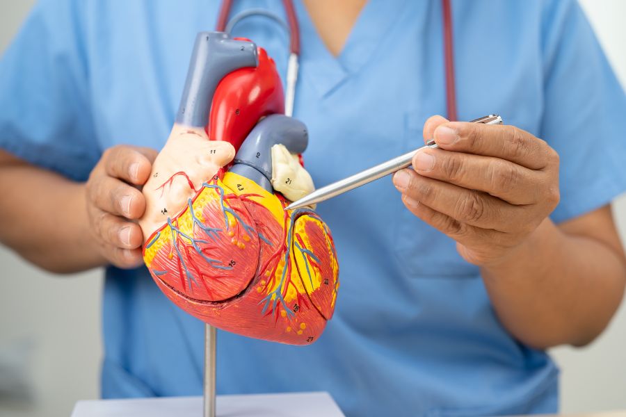 A doctor explaining with a heart model
